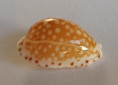 /products/cypraea-gaskoini-reeve-18462/
